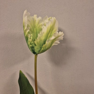 Tulp Wit